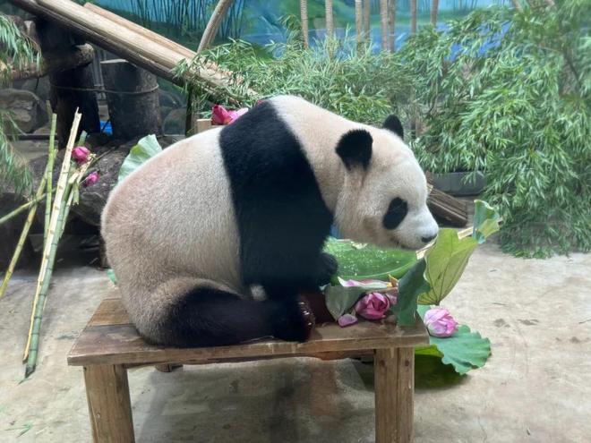 顶流女明星”生日快乐ag旗舰厅平台今天“(图2)